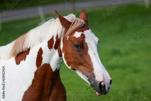 Horse spotted in two colors, head portraits with laid ears and grass in the mouth..
