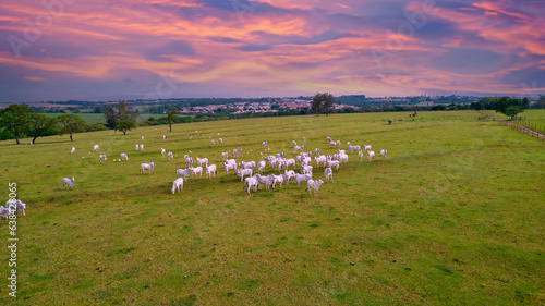Nelore cattle on a farm in Brazil. Aerial view of oxen and cows
