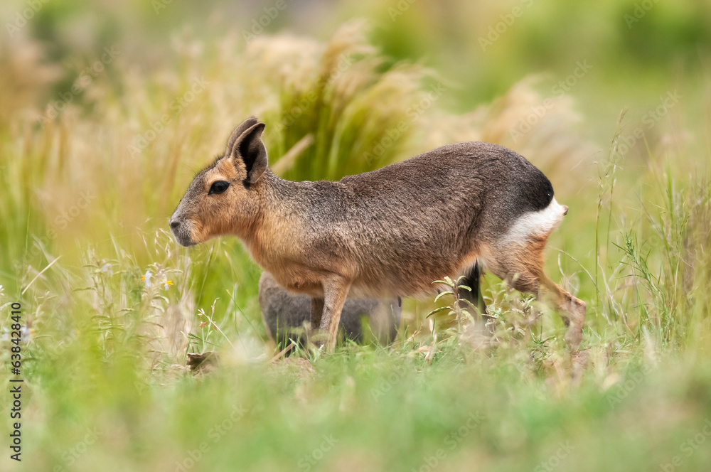 Fototapeta premium Patagonian cavi in grassland environment , La Pampa Province, Patagonia , Argentina