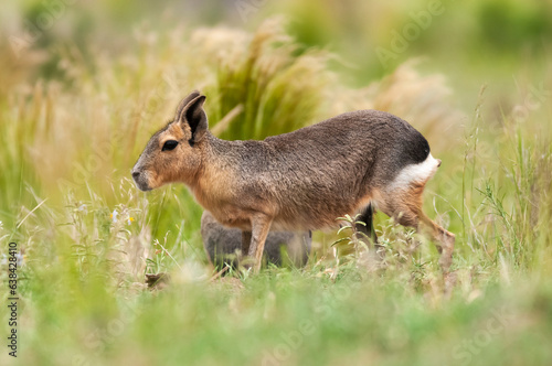 Patagonian cavi in grassland environment , La Pampa Province, Patagonia , Argentina © foto4440