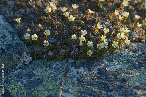 Pincushion Plant (Diapensia lapponica) photo