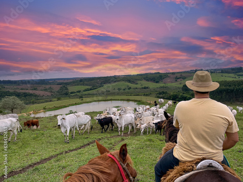 Nellore cattle on a farm in Brazil. Farmer with hat riding a horse