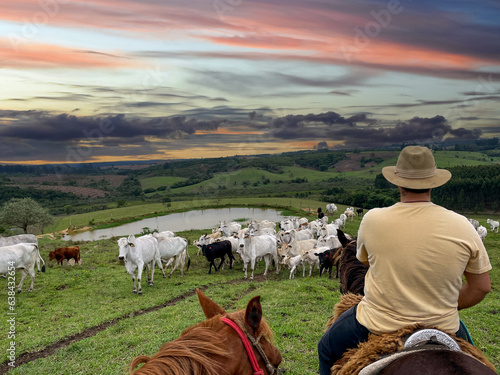 Nellore cattle on a farm in Brazil. Farmer with hat riding a horse
