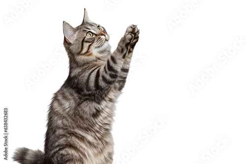 cat is playing / hunting, isolated on white/ transparent background