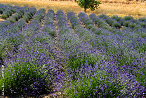 A field of lavender flowers on a sunny day