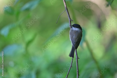 bird, natur, green, blume, fliegender, wild lebende
