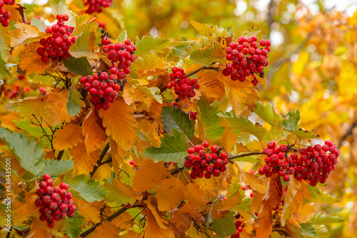 Red viburnum berries in the autumn park, golden season, fall, color background photo