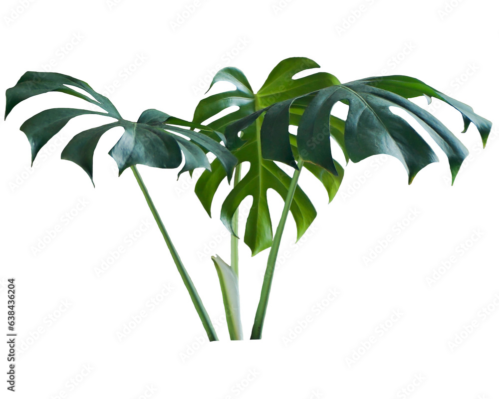 Monstera deliciosa leaf, isolated on white background, with clipping path Monstera deliciosa leaf, isolated on white background, with clipping path