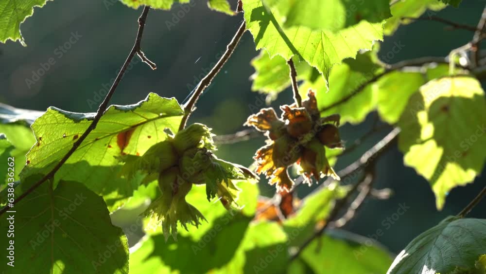 Close up view of hazelnut, filbert on tree.
Hazelnut growing on tree. Close up view of hazelnut, filbert on tree.
Hazelnut growing on tree.