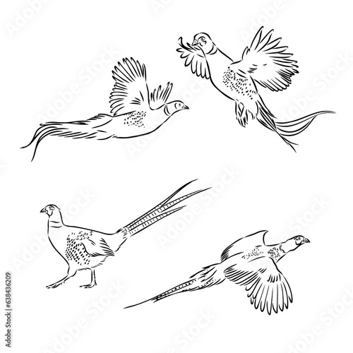 Hand drawn of an pheasant, sketch. Vector illustration isolated on a white background.