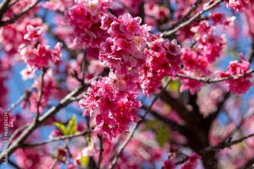 The enchanting beauty of cherry trees.	