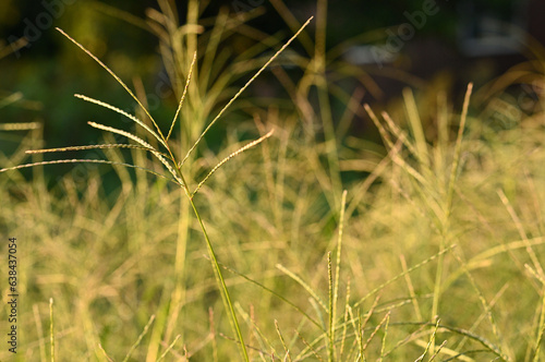 秋　草　夕陽