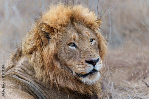 Portrait of a male lion in Sabi Sands Game Reserve in the Greater Kruger Region in South Africa