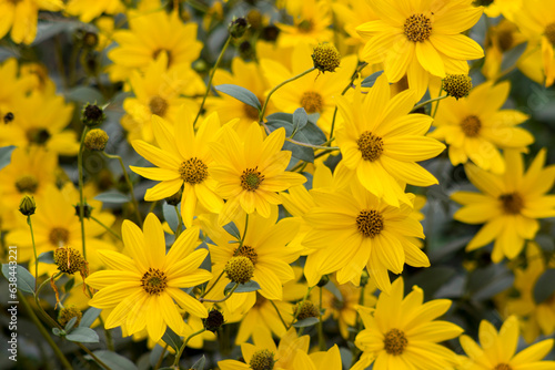 yellow flowers in a garden - natural summer background