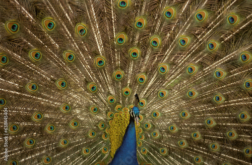 Paon bleu,.Pavo cristatus , Indian Peafowl