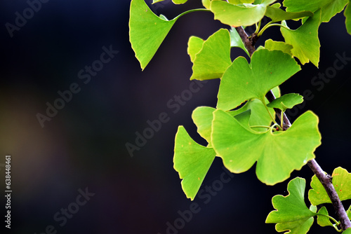Ginkgo leaves (Ginkgo bilob...
