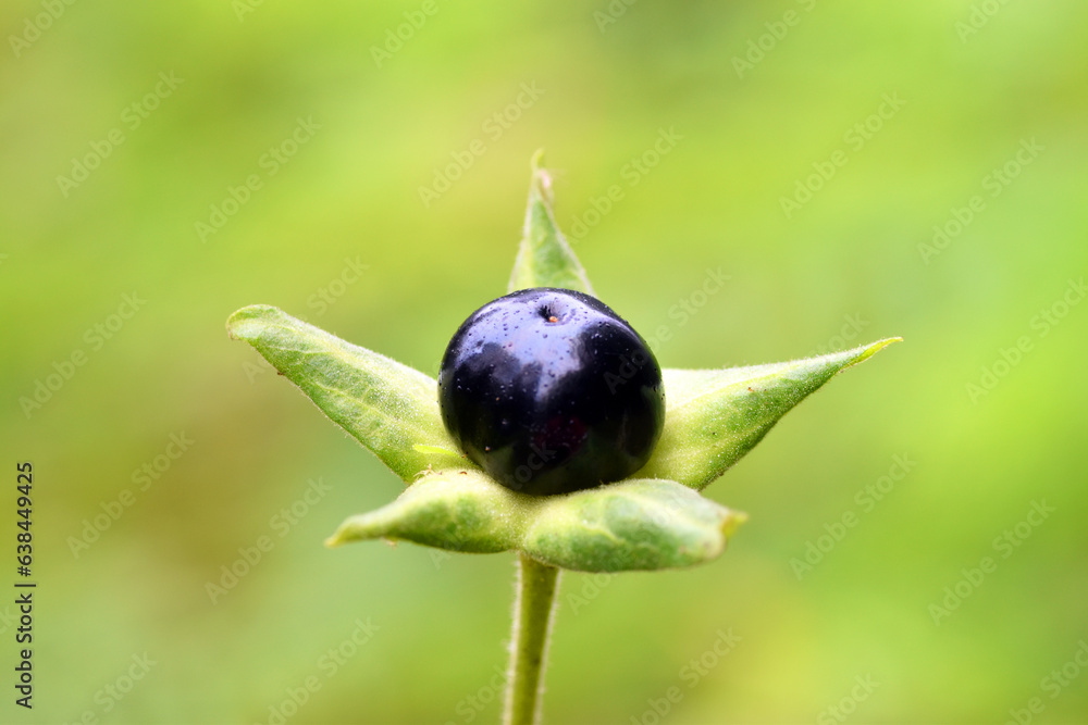 Detail of a ripe and isolated belladonna fruit (Atropa belladonna) on a green background - obrazy, fototapety, plakaty 
