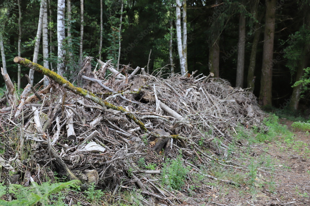 Fototapeta premium Bois et forêt