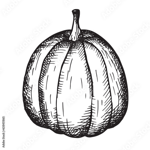 Pumpkin vegetable hand drawn vector illustration in vintage style with engraving. Composition for the autumn holiday Halloween, harvest. Design element for label, postcard, poster, printing, template