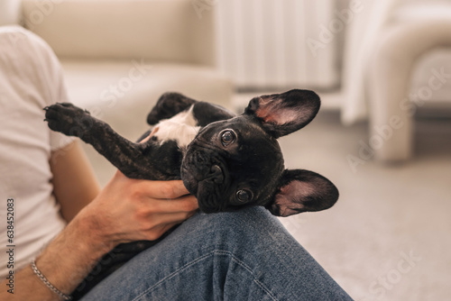 Close up of a black French Bulldog puppy in the hands of its owner at home.The concept of care, training,raising of animals.