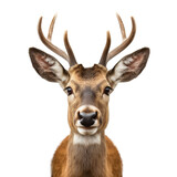 Deer face shot isolated on transparent background cutout