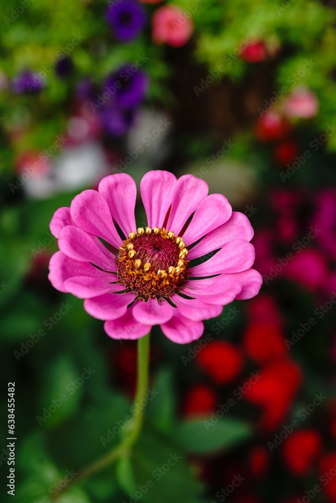 Purple layered Zinnia flower from garden - Summer gardening, selective focus Purple layered Zinnia flower from garden - Summer gardening, selective focus