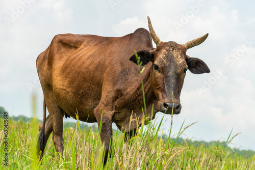 Fototapeta Naklejka Na Ścianę i Meble -  Indian cow grazing in the agricultural field