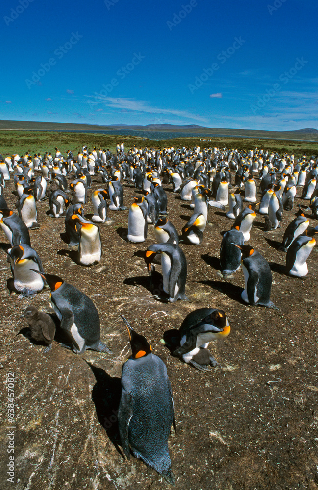 Obraz premium Manchot royal,.Aptenodytes patagonicus, King Penguin, Iles Falkland, Malouines