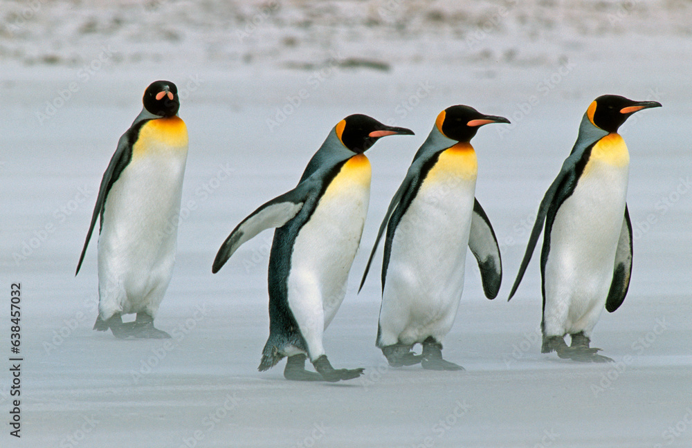 Fototapeta premium Manchot royal,.Aptenodytes patagonicus, King Penguin, Iles Falkland, Malouines