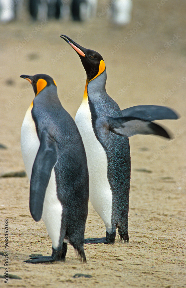 Naklejka premium Manchot royal,.Aptenodytes patagonicus, King Penguin, Iles Falkland, Malouines