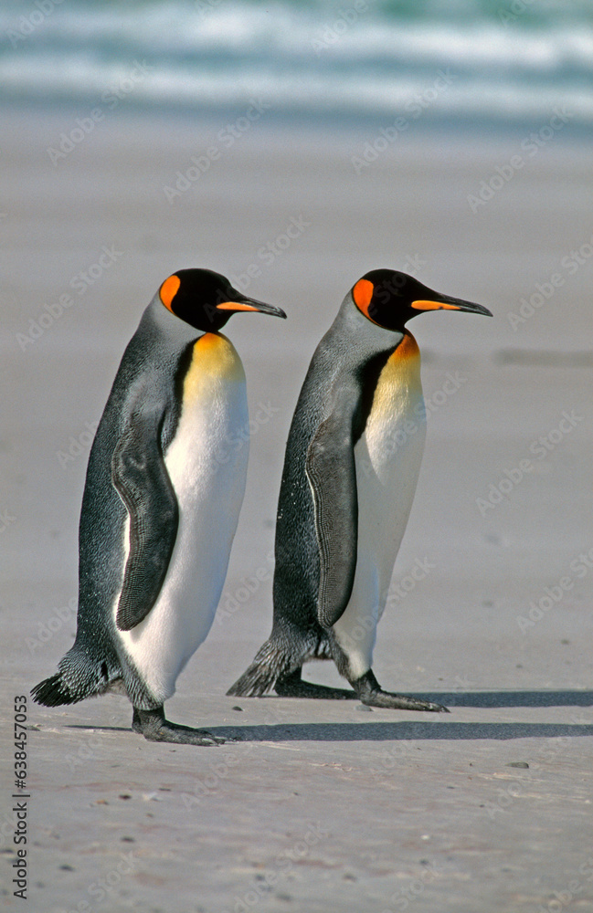 Fototapeta premium Manchot royal,.Aptenodytes patagonicus, King Penguin, Iles Falkland, Malouines