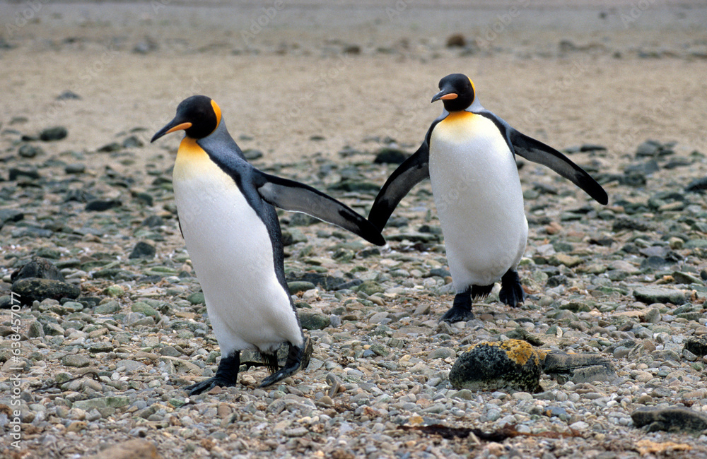 Fototapeta premium Manchot royal,.Aptenodytes patagonicus, King Penguin, Iles Falkland, Malouines