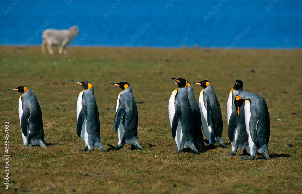 Obraz premium Manchot royal,.Aptenodytes patagonicus, King Penguin, Iles Falkland, Malouines