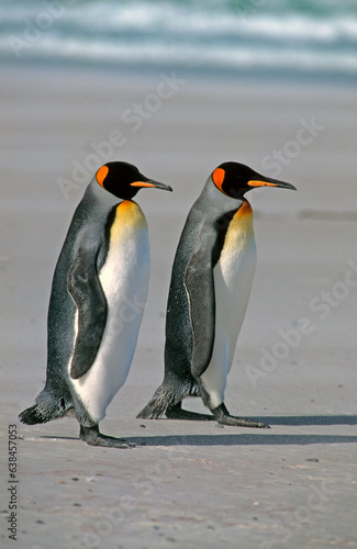 Manchot royal .Aptenodytes patagonicus  King Penguin  Iles Falkland  Malouines