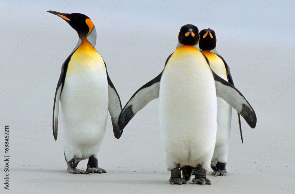 Fototapeta premium Manchot royal,.Aptenodytes patagonicus, King Penguin, Iles Falkland, Malouines