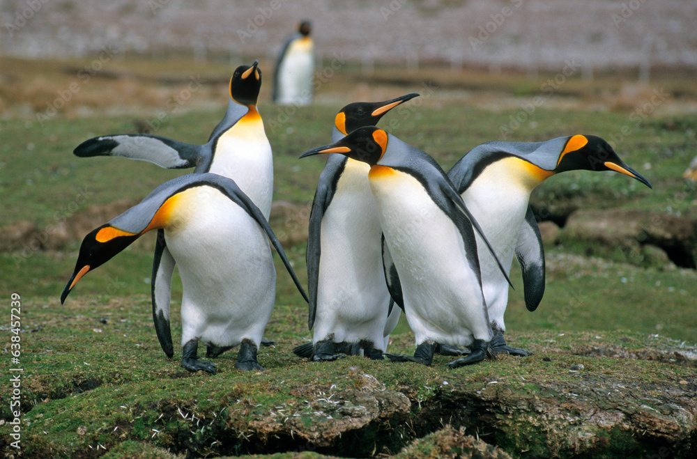 Obraz premium Manchot royal,.Aptenodytes patagonicus, King Penguin, Iles Falkland, Malouines