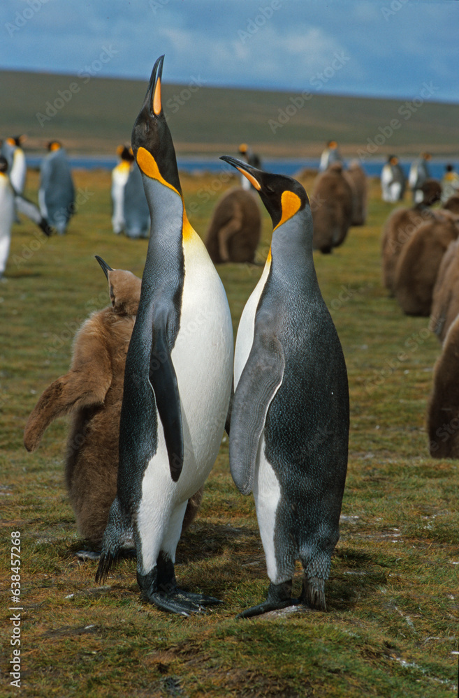 Fototapeta premium Manchot royal,.Aptenodytes patagonicus, King Penguin, Iles Falkland, Malouines