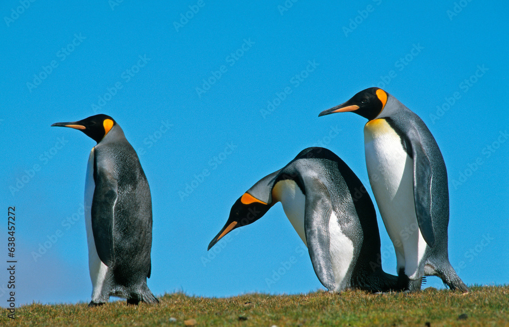 Obraz premium Manchot royal,.Aptenodytes patagonicus, King Penguin, Iles Falkland, Malouines