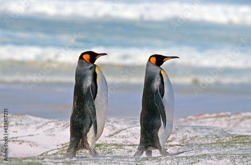 Manchot royal .Aptenodytes patagonicus  King Penguin  Iles Falkland  Malouines