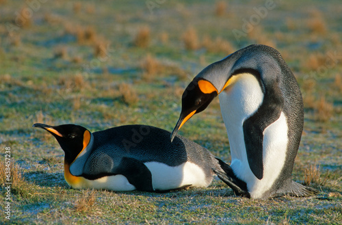 Manchot royal .Aptenodytes patagonicus  King Penguin  Iles Falkland  Malouines