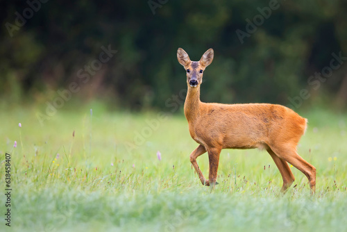 Roe deer in a clearing in the wild 