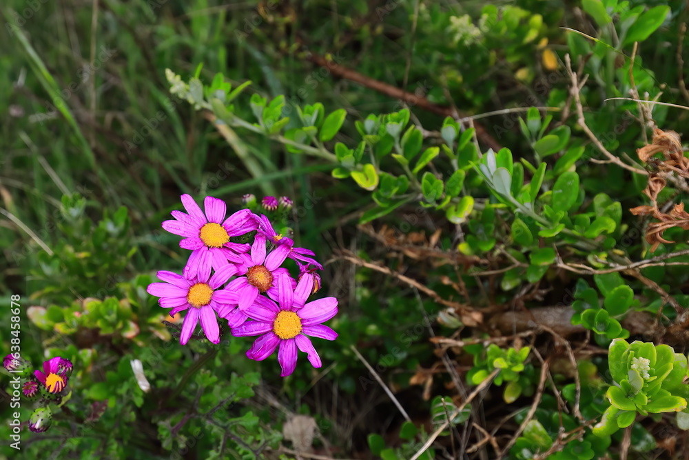 Purple groundsel or redpurple ragwort -Senecio elegans- inflorescences, Bay of Martyrs coastal path. Victoria-Australia-835