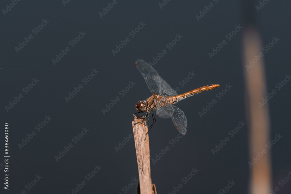 Obraz premium dragonfly on a branch on the lake, water background