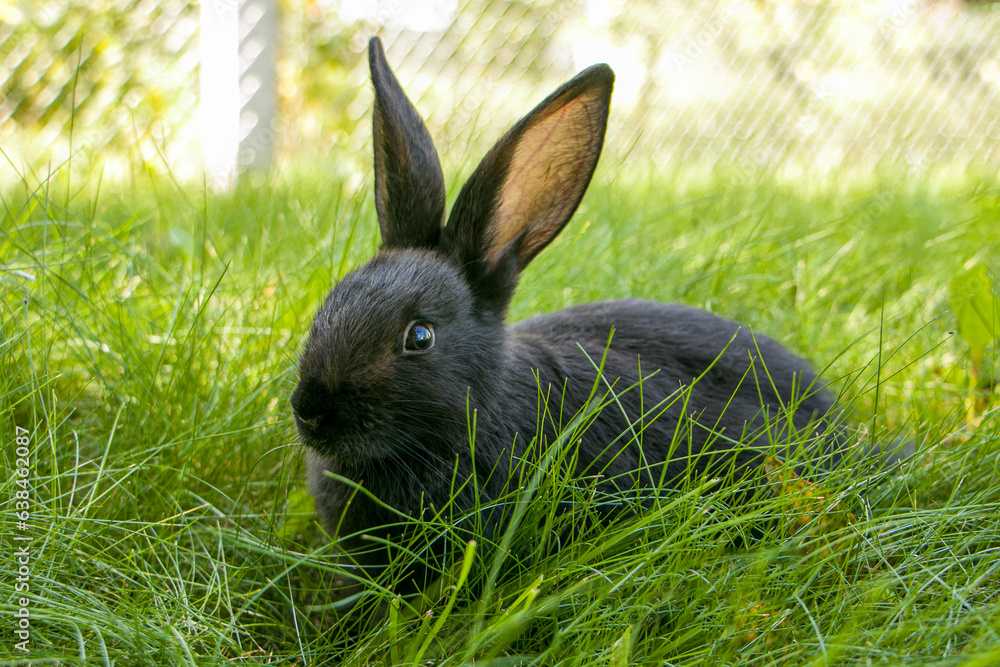One rabbit on green grass. Cute fluffy rabbit. Easter Bunny. The concept of a cute fluffy pet. One rabbit on green grass. Cute fluffy rabbit. Easter Bunny. The concept of a cute fluffy pet.