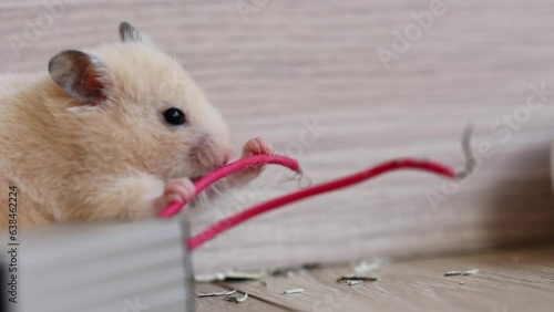 The hamster is gnawing on the cable. Causing damage from rodents. Losses from pets. The threat of fire from damage to electrical wiring