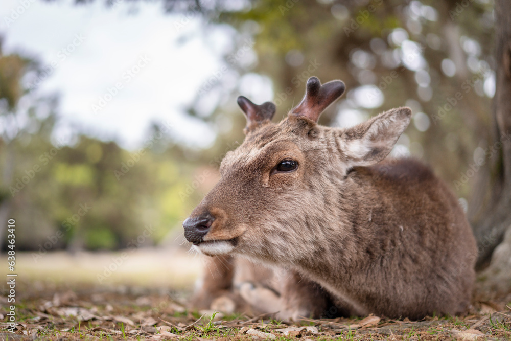 Fototapeta premium 鹿 シカ １１