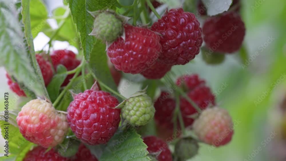 Harvest ripe juicy raspberries on bush. Organic raspberry in garden sway in the wind Harvest ripe juicy raspberries on bush. Organic raspberry in garden sway in the wind