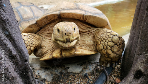 An old turtle at the Bangkok Zoo, an old turtle up close © OlTarakanov