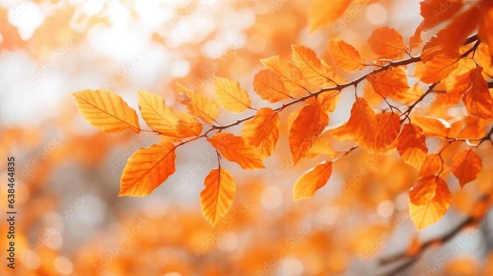 Orange leaves and uncle background material, warm autumn theme