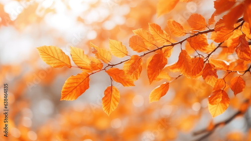 Orange leaves and uncle background material  warm autumn theme